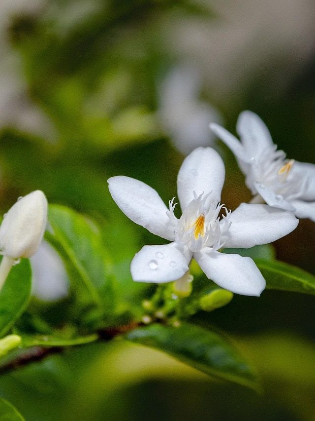 इस तरीके से गमले में लगाएं हरसिंगार का पौधा, फूलों की खुशबू से महक उठेगा घर