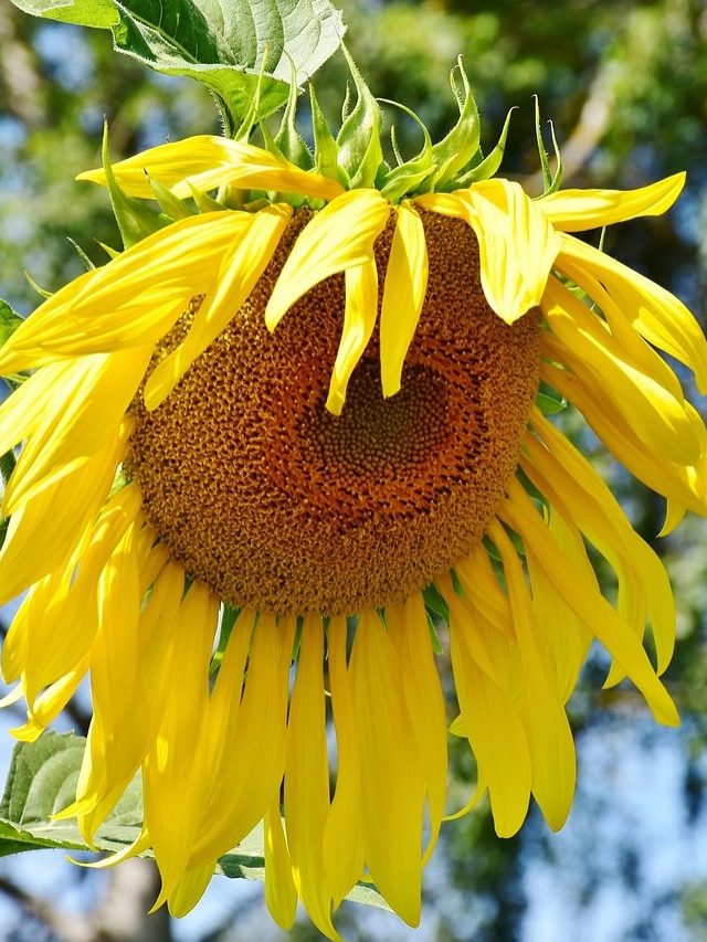 आखिर क्यों मुरझा रहे आपके पौधे? जानें कारण और समाधान