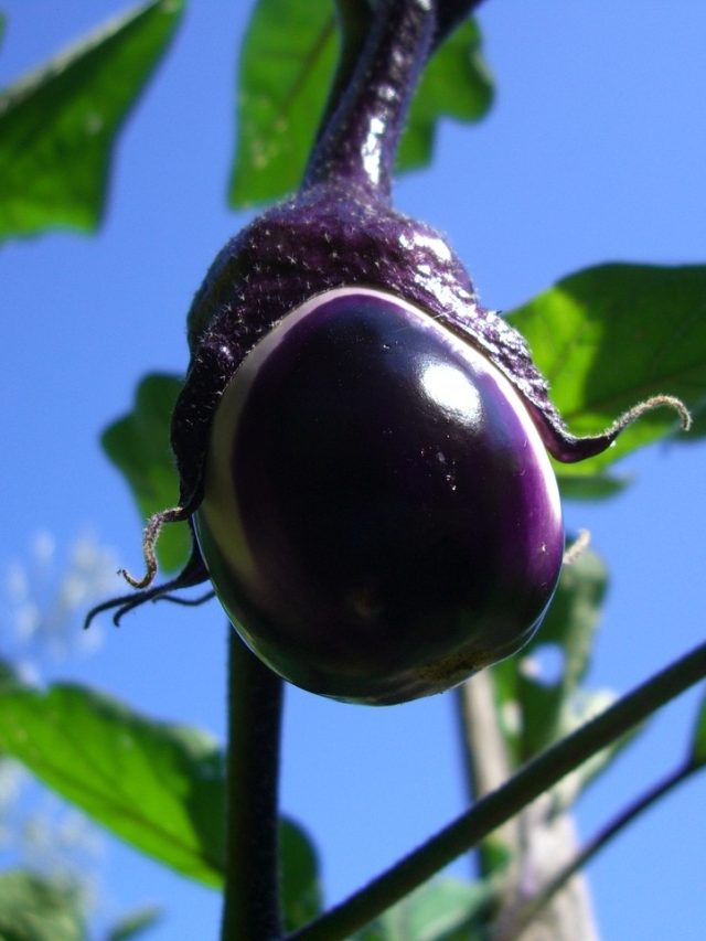 घर में उगाएं बैंगन का पौधा, मिट्टी से खाद तक इन बातों का रखें ख्याल