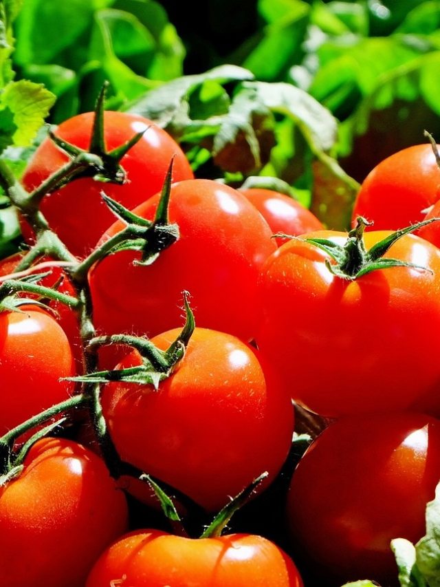 टमाटर के पौधों के लिए बेस्ट हैं ये खाद, जानें सही समय और तरीका