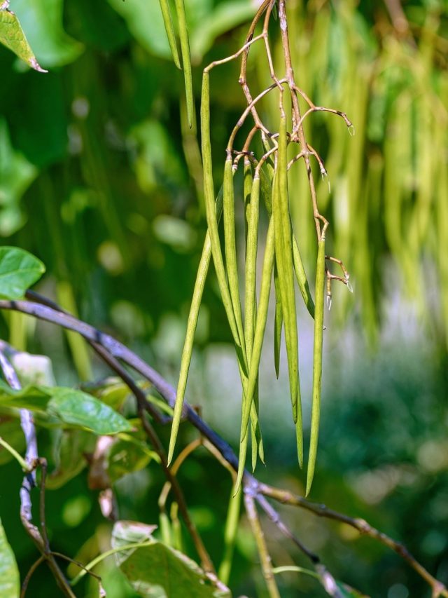 छोटी बालकनी में भी उग जाएंगी हरी बीन्स, फ्री में मिलेगी स्वादिष्ट और पौष्टिक सब्जी