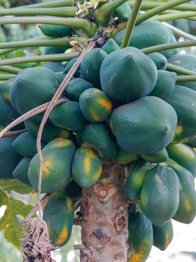 पपीते की फसल पर नहीं लगेंगे कीड़े, बढ़ेगा उत्पादन, करें ये उपाय