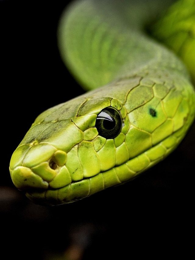 सर्दियों में कहां चले जाते हैं सांप? वो जगह आपके आस-पास तो नहीं है?