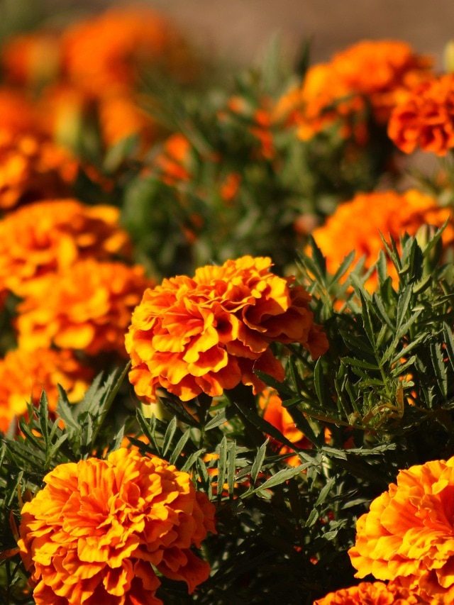 दिवाली तक गमले में आएंगे गेंदे के ढेरों फूल, बस पौधे में डाल दें ये खाद