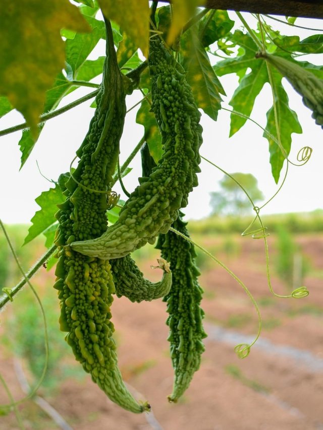 गमले में उगा लें करेला, मिलेगी ताजी सब्जी, खूब होगी पैदावार