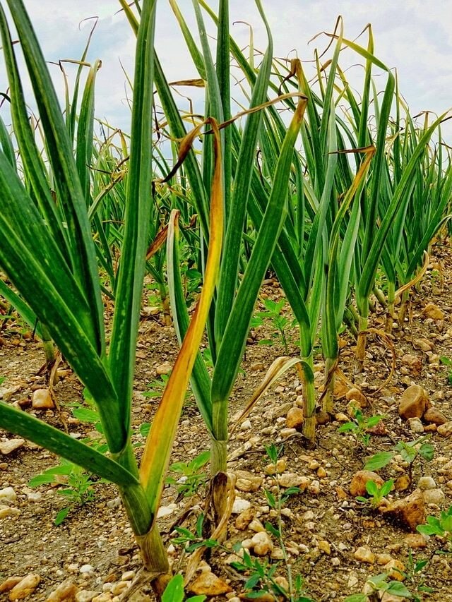 घर की बालकनी में उग जाएगा लहसुन, बस फॉलो करें ये तरीका