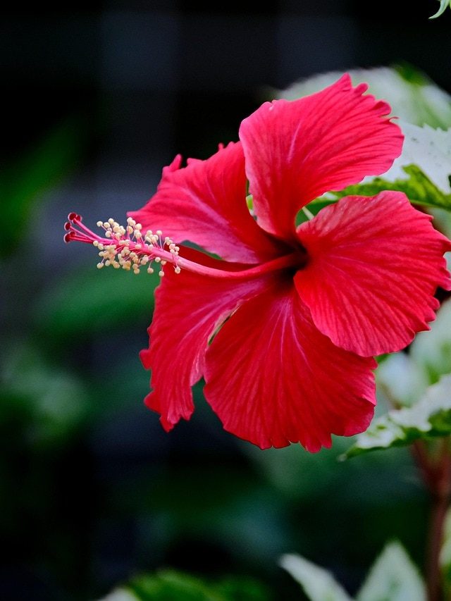 सर्दियों में खराब न हो जाए गुड़हल का पौधा, फॉलो करें ये केयरिंग टिप्स