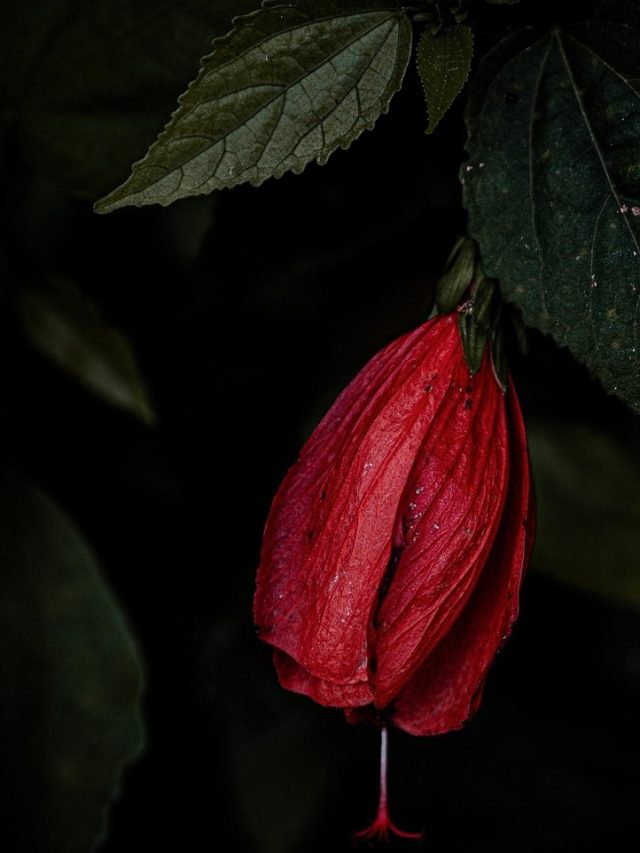 गुड़हल के पौधे पर नहीं आ रहे फूल? अपनाएं ये टिप्स, फूलों से लद जाएगा प्लांट