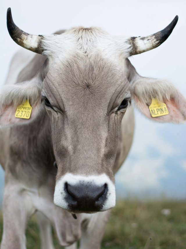 क्या पशुओं का भी होता है आधार? जानें किस काम आता है कान में लगा पीला टैग