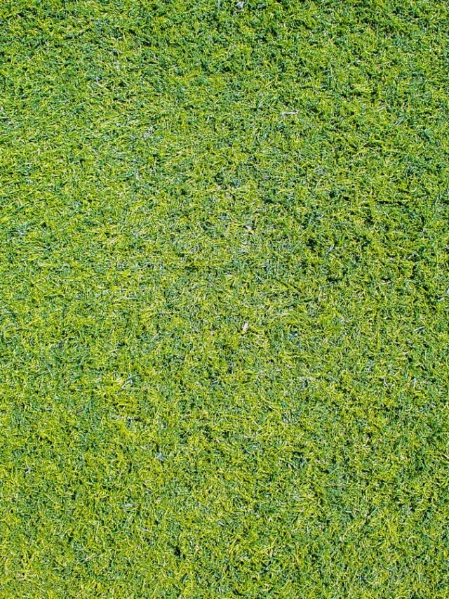 पतझड़ और सर्दियों की आहट में क्या सूखने लगी आपके लॉन की घास?