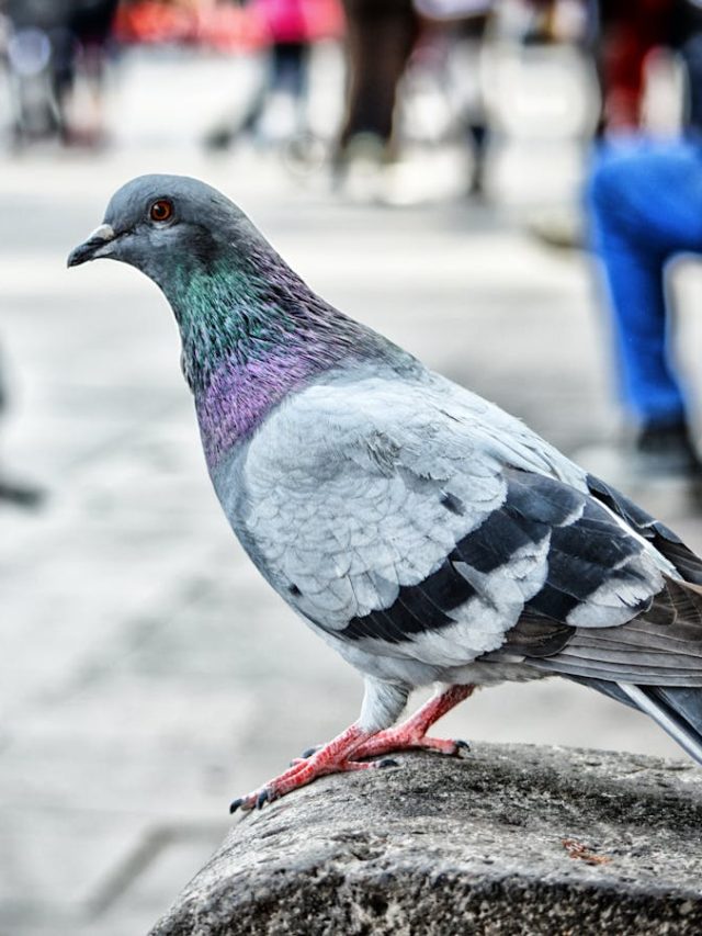 The deadly diseases nesting outside your window