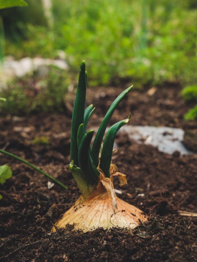 अंकुरित प्याज से गमले में उगाएं पौधा, फॉलो करें ये प्रोसेस