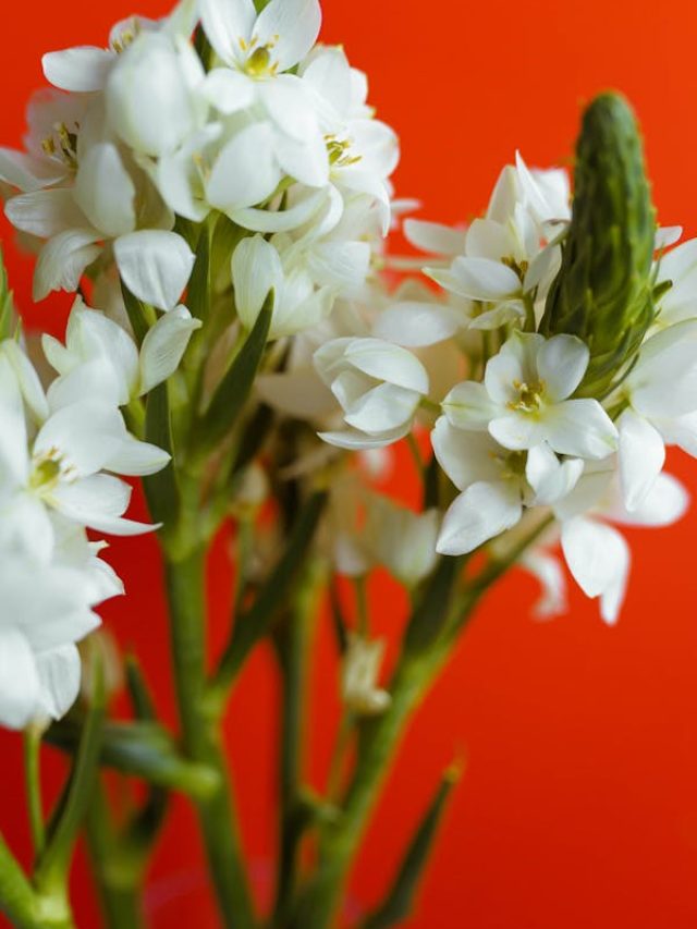 गमले में लगाएं रजनीगंधा का पौधा, खुशबू से महकता रहेगा घर