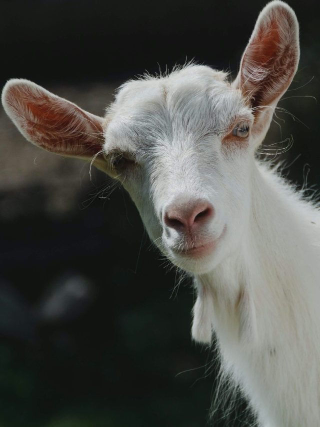 दूध के लिए करें इस नस्ल की बकरी का पालन, मिलेगा फायदा