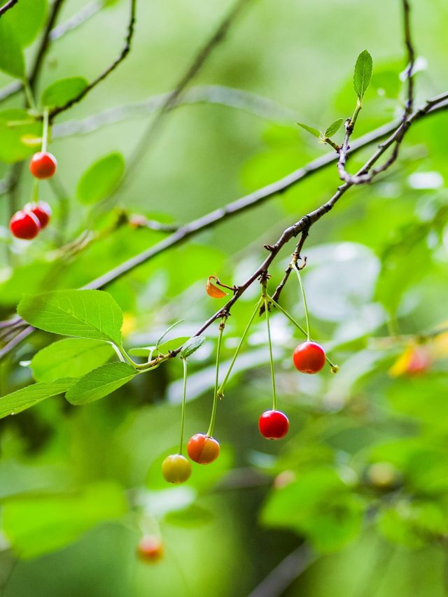 गमले में चेरी उगाना है आसान, बस फॉलो करें ये प्रोसेस