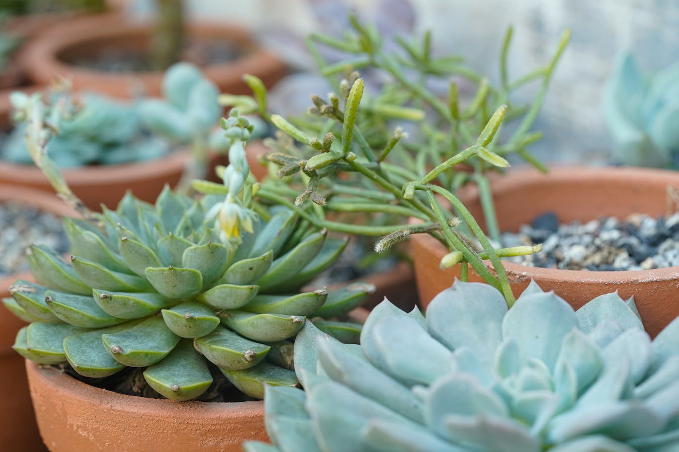 Indoor Plants को कब देना चाहिए पानी? जान लें सही समय