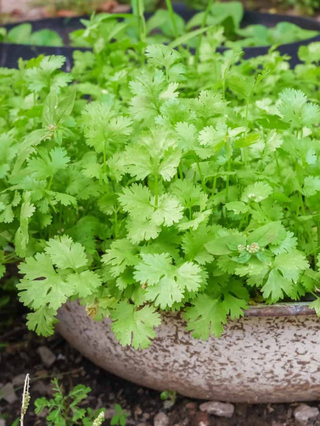 পুরনো বালতিতেই হবে ধনেপাতা, সারাবছর পাবেন