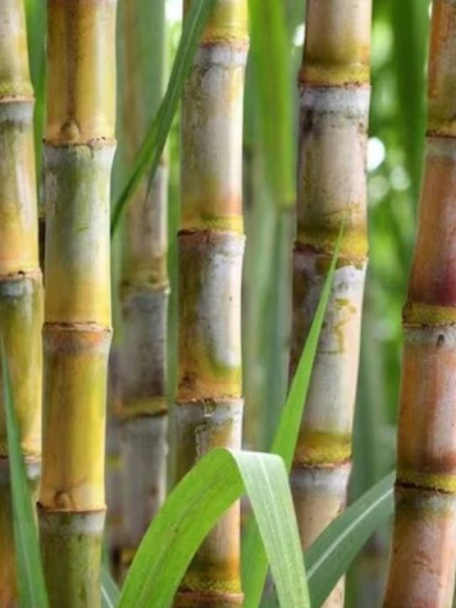 गन्ने की बुवाई करने वाले किसान इन बातों का रखें ध्यान, एक्सपर्ट ने दिए टिप्स