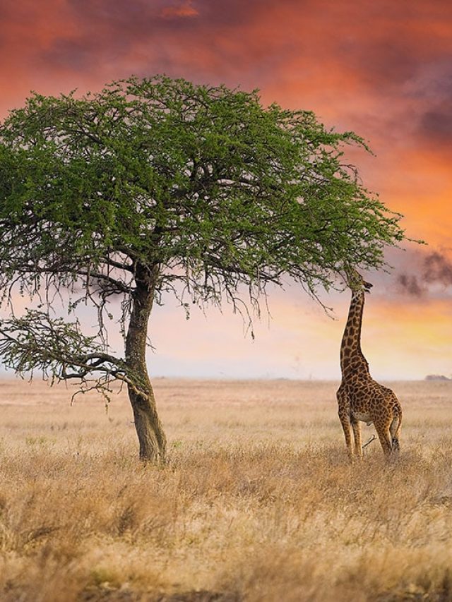 Giraffes Uncovered: The real reason they sleep less than 2 hours a day