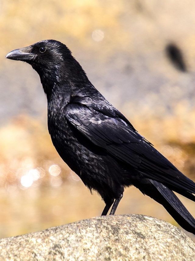 বাড়িতে সকালে ঘনঘন কাকের আনাগোনা? জানুন শুভ না অশুভ