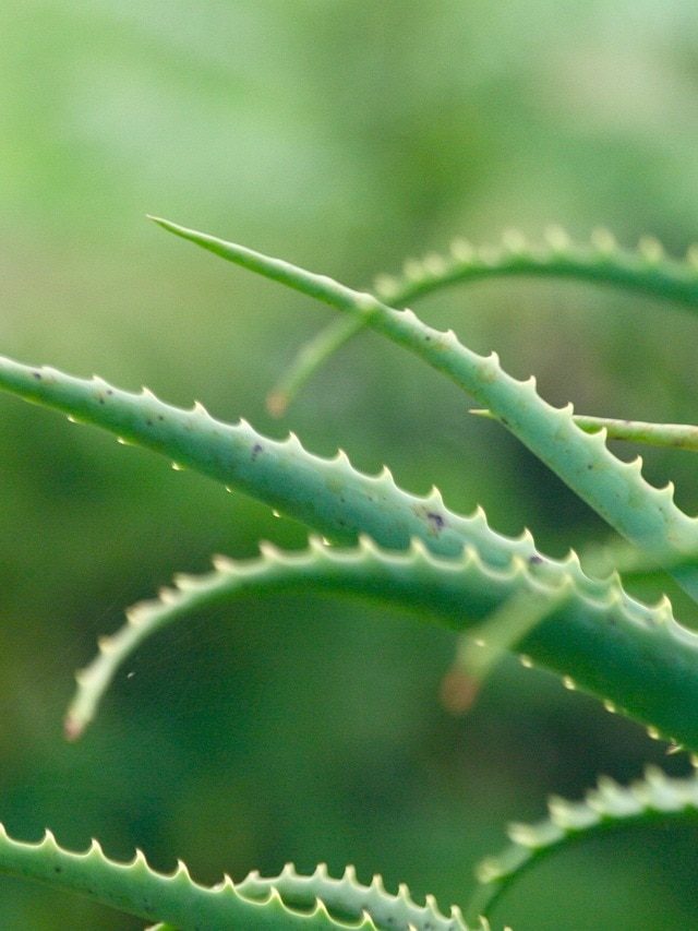 खराब हो रहा एलोवेरा का पौधा? कहीं आप तो नहीं कर रहे ये गलतियां