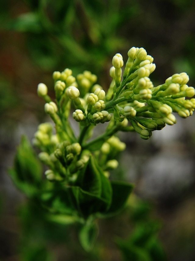 लौंग का खूबसूरत पौधा बढ़ाएगा घर की रौनक, जानें लगाने का तरीका