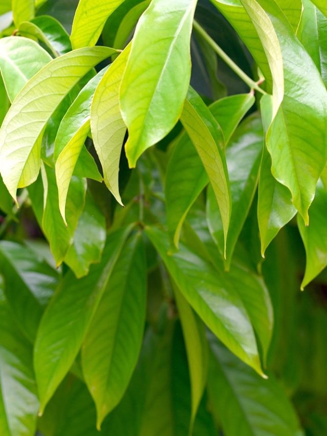 বাড়িতে সুখ-শান্তি থাকবে, এখানে আম পাতা রাখুন