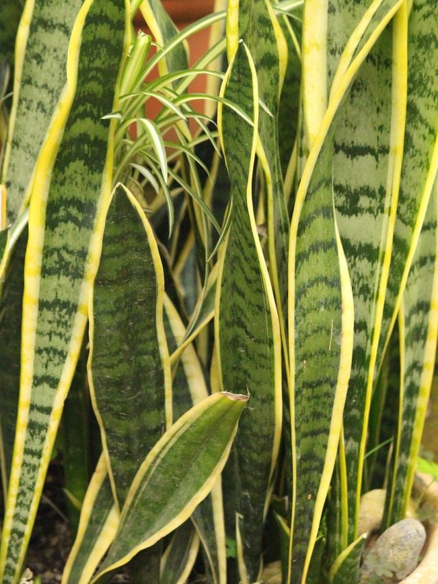 न दिन में एक बार, न हफ्ते में… जानें Snake Plant को कब देना चाहिए पानी