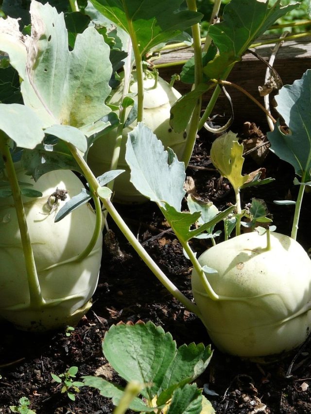 घर के बगीचे में उगाएं टेस्टी शलजम, बस अपनाएं ये 5 आसान स्टेप्स