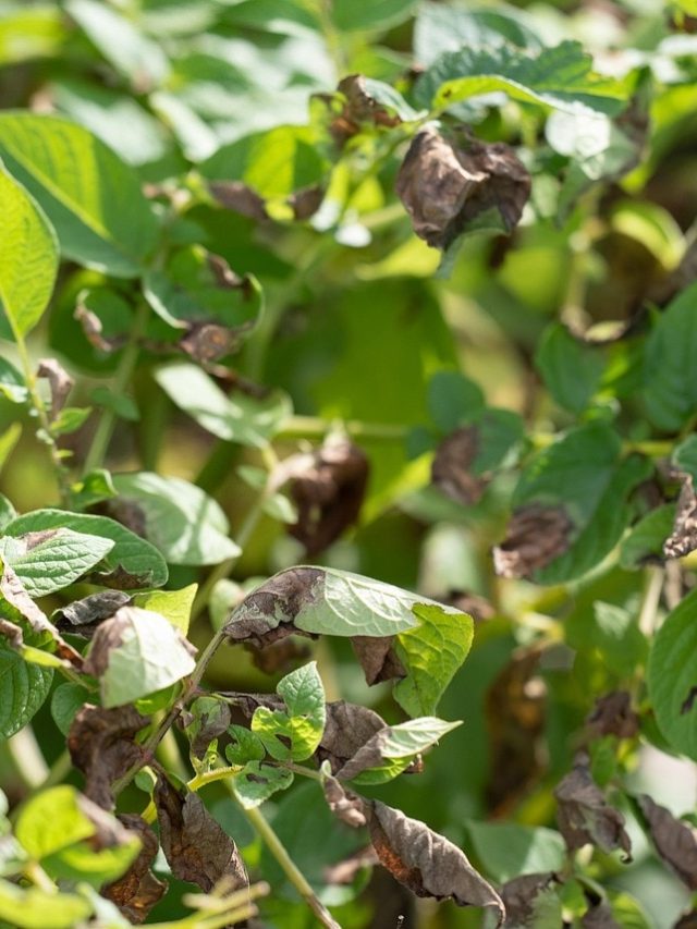 ठंड में आलू की फसल को बर्बाद कर सकता है झुलसा रोग! एडवाइजरी जारी