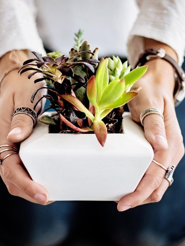 घर के अंदर लगाने के लिए बेस्ट हैं 8 ये फलदार पौधे, सर्दियों में आप भी ले आएं