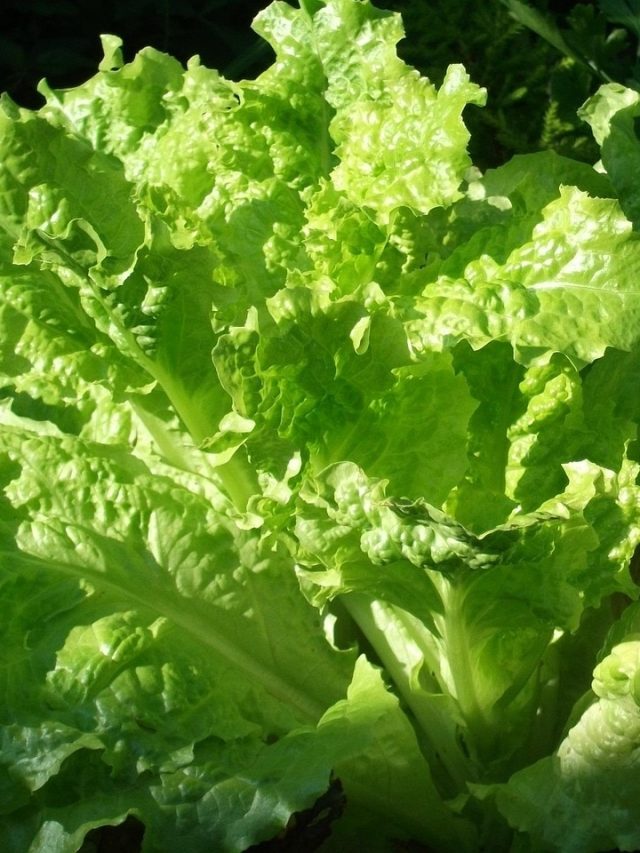 घर की छत या बालकनी में उगाएं Lettuce, फ्री में मिलेगी ऑर्गेनिक सलाद