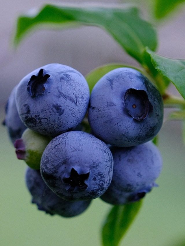 घर की बालकनी में उगाएं Blueberries, जानें स्टेप बाय स्टेप पूरा प्रोसेस