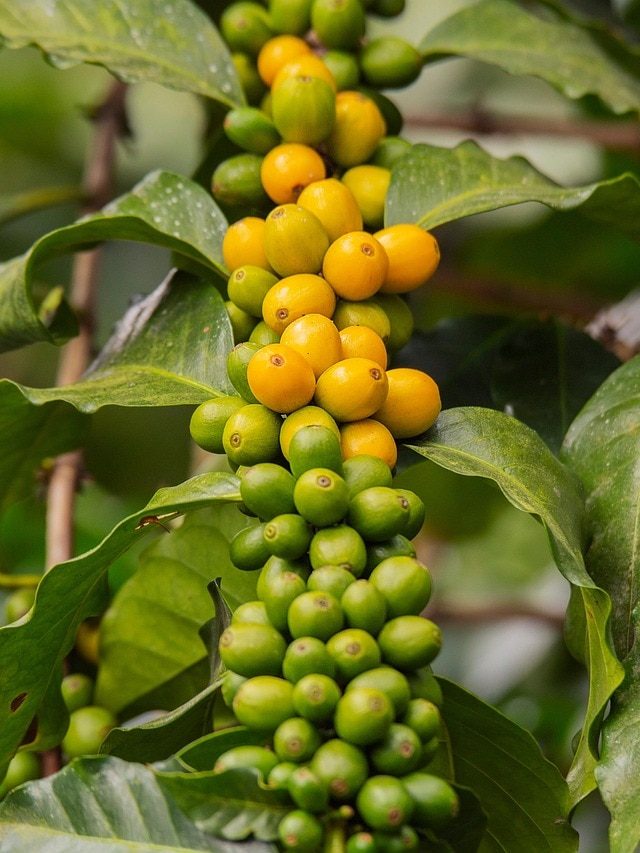 गमले में कॉफी का पौधा उगाना नहीं है मुश्किल, जानिए आसान तरीका