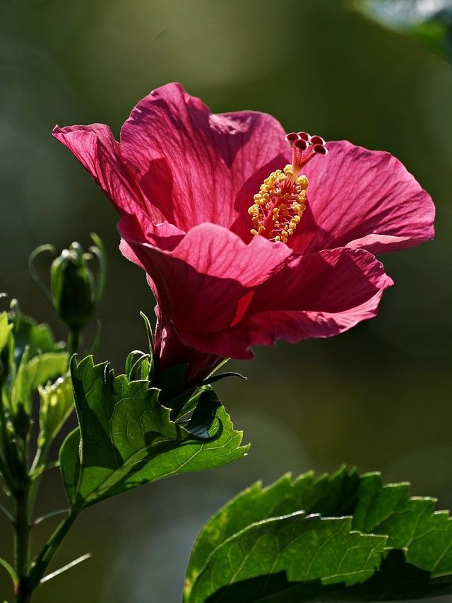 ठंड के मौसम में ऐसे करें गुड़हल के पौधे की देखभाल, वसंत तक खिलेंगे खूब फूल