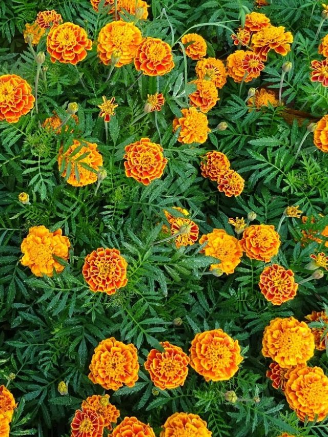 सर्दियों में गेंदे की देखभाल के लिए अपनाएं ये टिप्स,  फूलों से लदा रहेगा पौधा