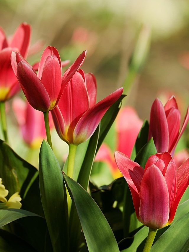 घर में लगाएं ये सुंदर फूल, बढ़ेगी खूबसूरती, ठंड में भी हरा-भरा रहेगा गार्डन