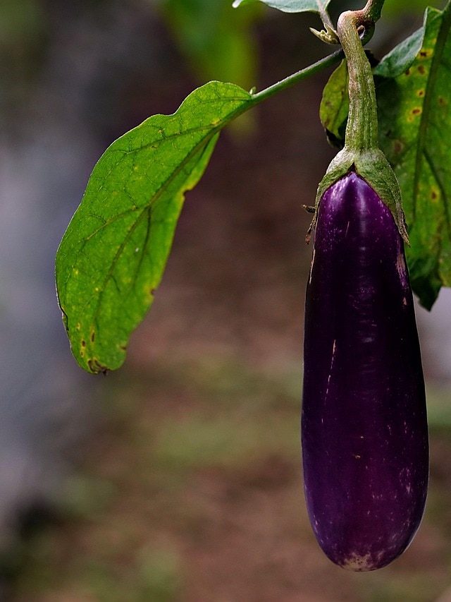 बैंगन के पौधे में नहीं आ रहे फूल तो फॉलो करें ये टिप्स