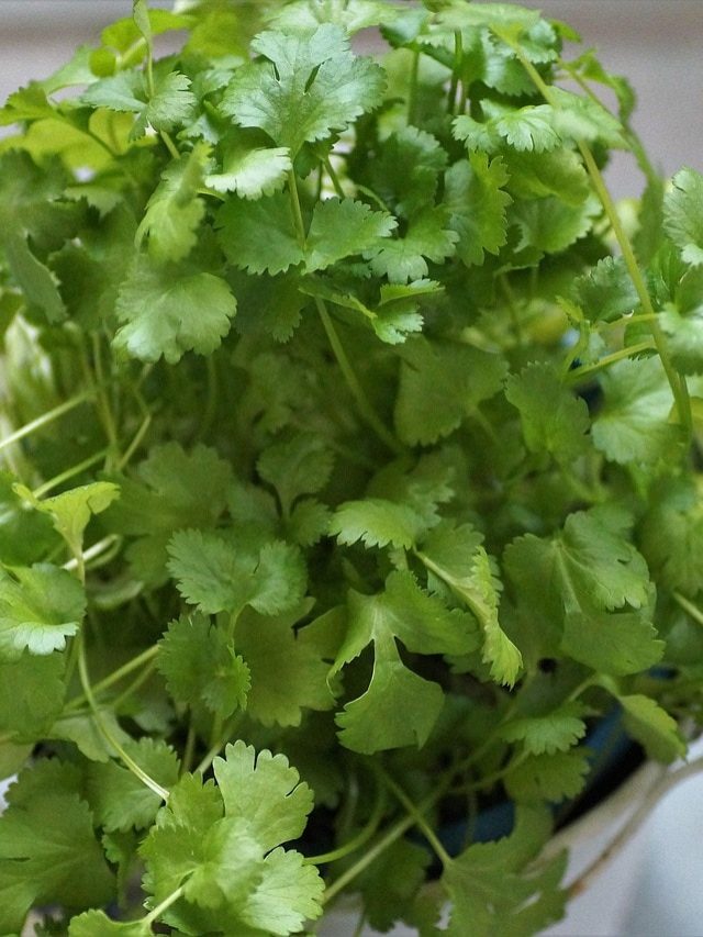 बाहर है ठंड, घर में बिना मिट्टी के ऐसे उगाएं धनिया, हमेशा रहेगा फ्रेश