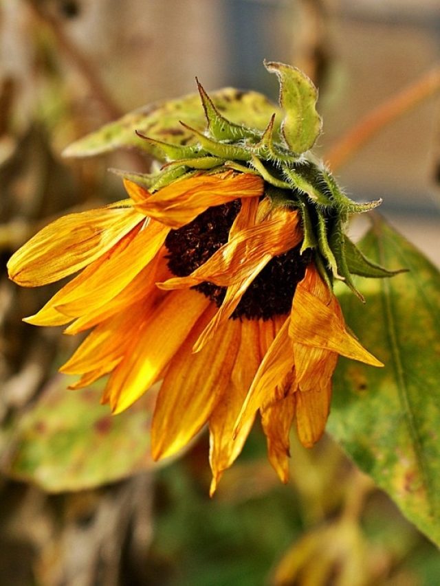 मुरझाते जा रहे हैं आपके घर के पौधे, कहीं ये गलती तो नहीं कर रहे आप?