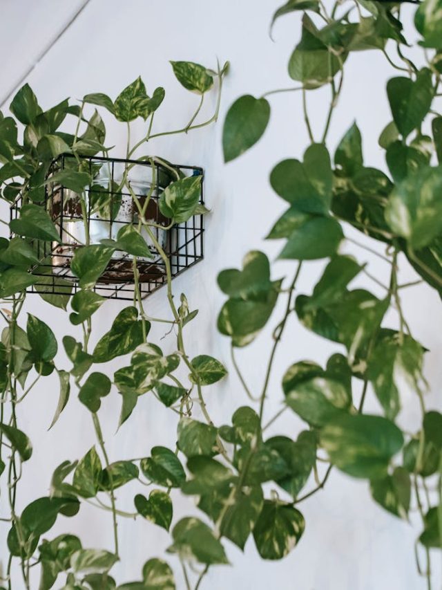 प्रदूषण की स्थिति 'गंभीर', शुद्ध हवा के लिए घर में लगाएं ये पौधे