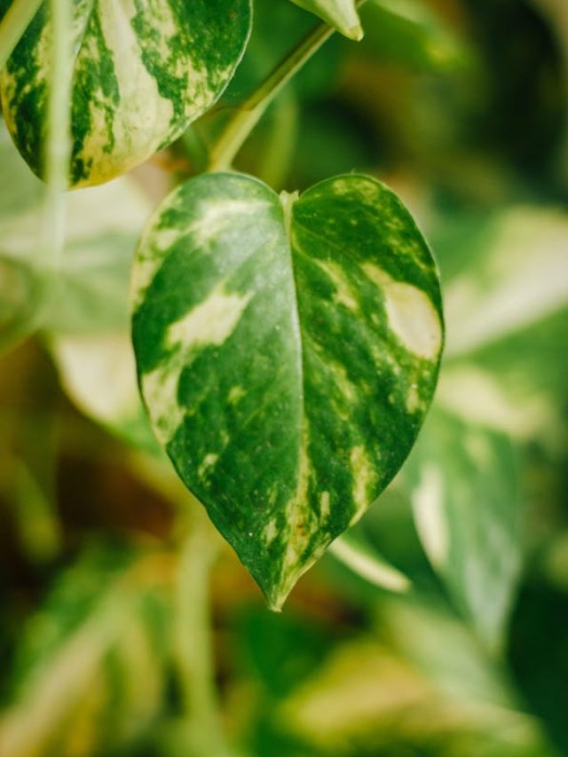 मनी प्लांट को सुखा सकती हैं ये 4 गलतियां, सर्दियों में ऐसे रखें ख्याल