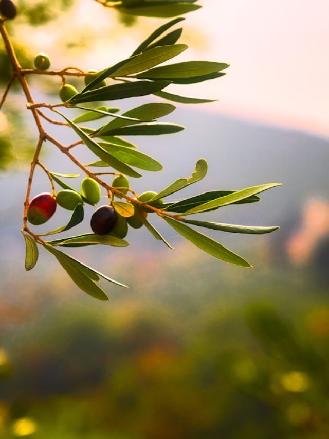 घर की खूबसूरती बढ़ाएगा Olive का ये पौधा, बस इन बातों का रखें ख्याल