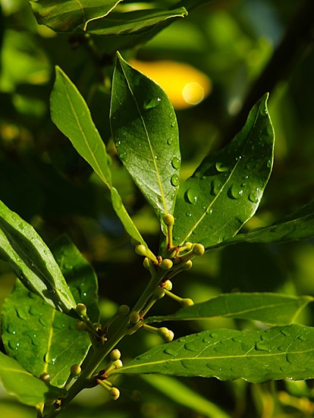 गमले में उगाएं तेज़पत्ता, होगी पैसों की बचत, फ्लेवर भी जबरदस्त