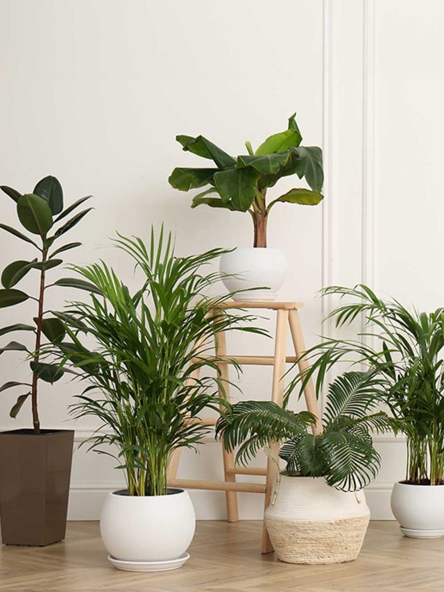 Pollution-Free: These 8 plants turn your home into a healthy, beautiful escape from toxic air