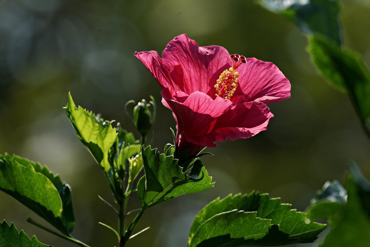 ठंड के मौसम में ऐसे करें गुड़हल के पौधे की देखभाल, वसंत तक खिलेंगे खूब फूल
