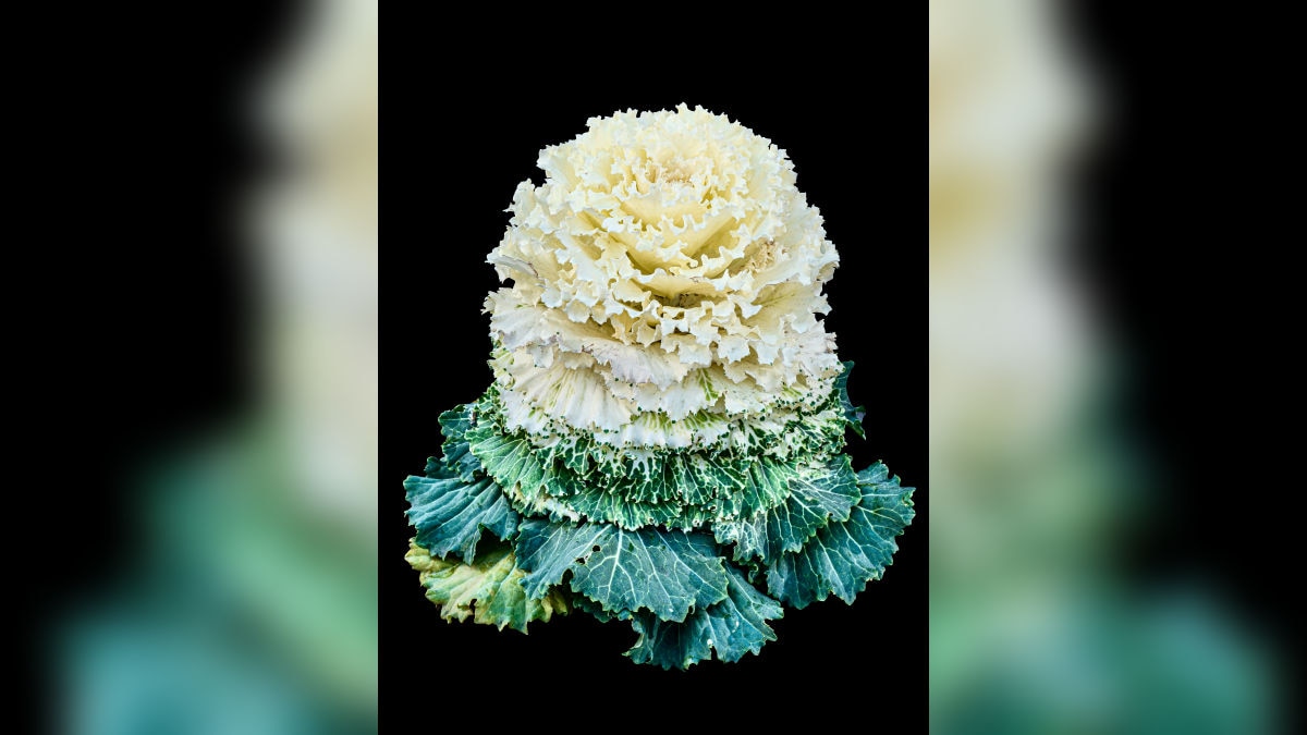 गमले में उगाएं यह शानदार प्लांट, गार्डन की बढ़ेगी रौनक, घर बैठे यहां से मंगाएं बीज