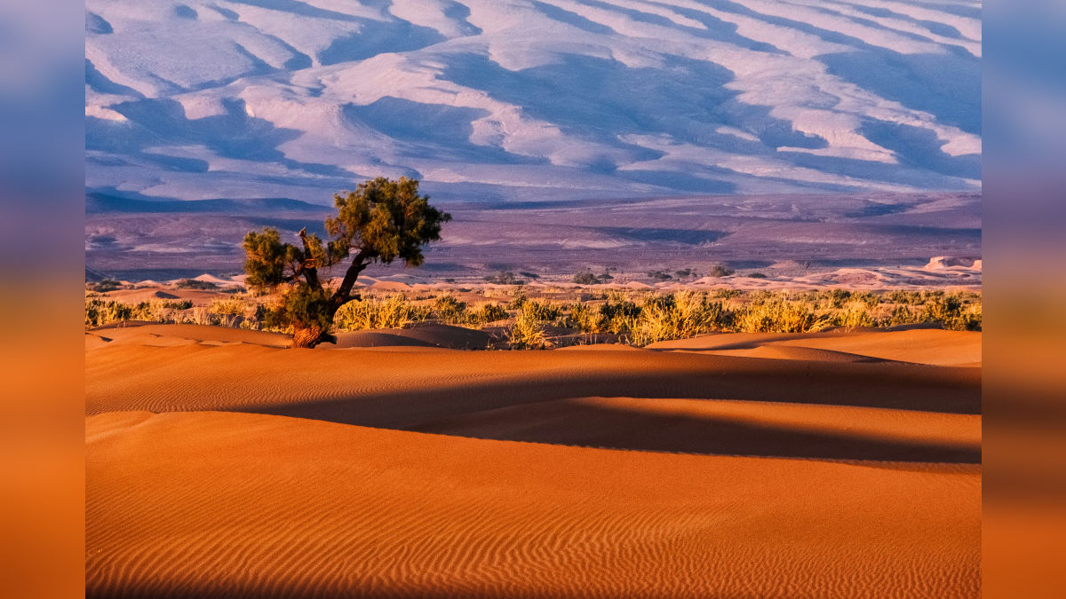 थार के रेगिस्तान में करें अरंडी की खेती, बदलेगी किसानों की किस्मत