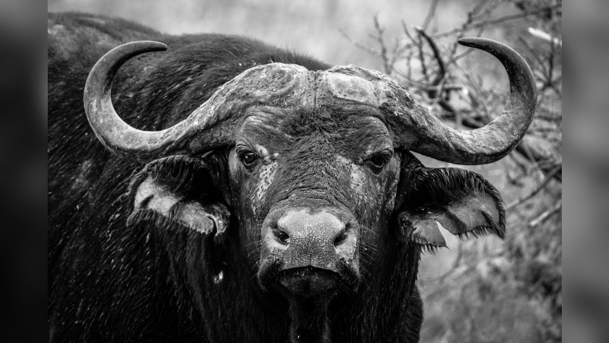 पशुपालकों के लिए ‘सोना’ है बन्नी भैंस, खासियत जानकर कहेंगे वाह!