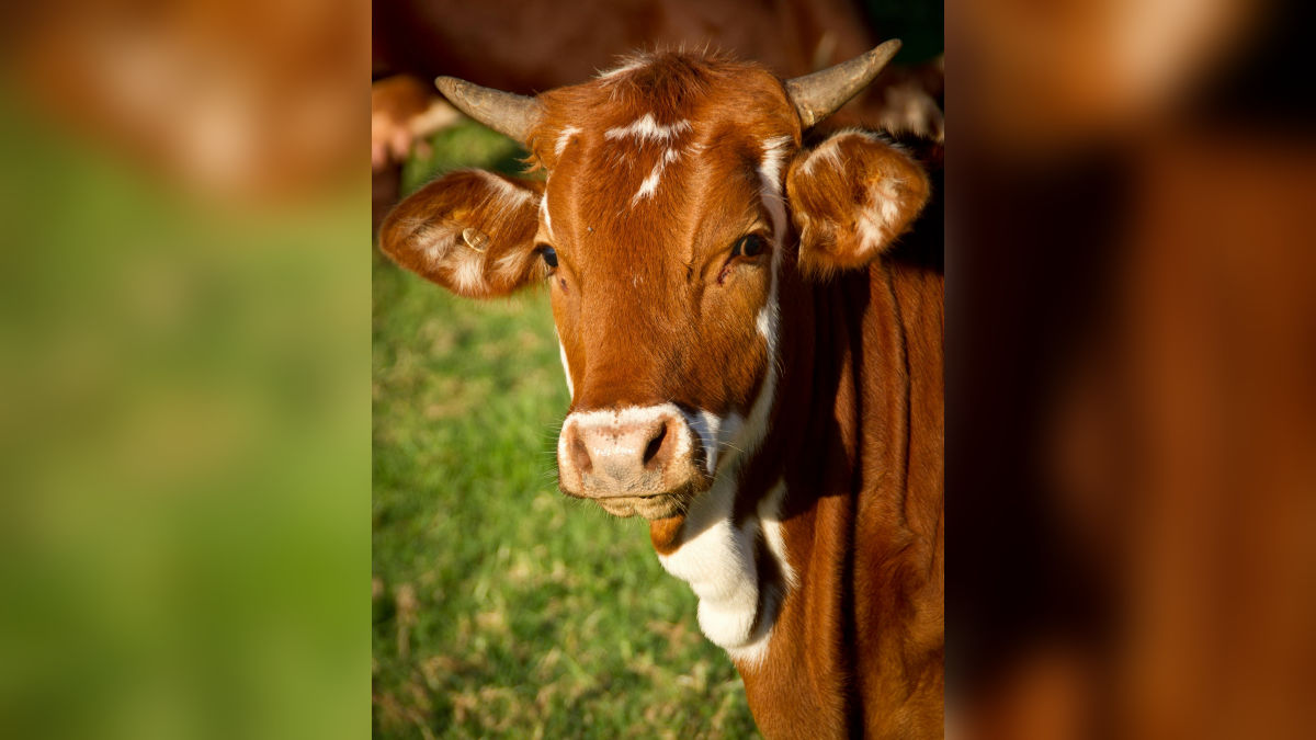 पशुपालक सावधान! गलती से भी ना फैले पशुओं को ये वायरल रोग